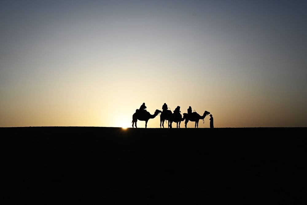 Camels at sunset.