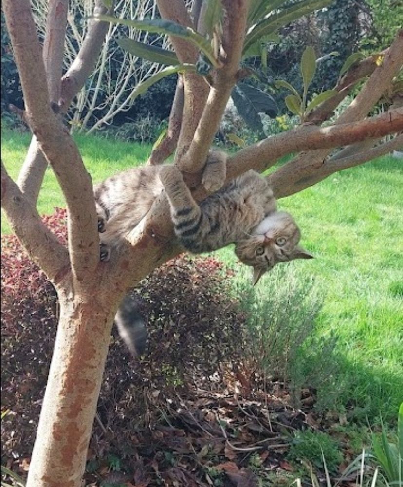 Adorable cat upside down in a tree.