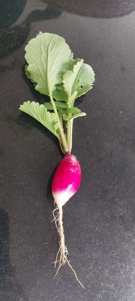 A magnificent radish
