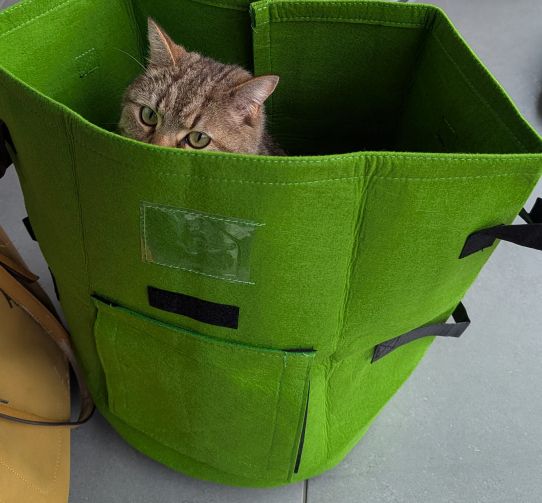 Ted in a growing bag