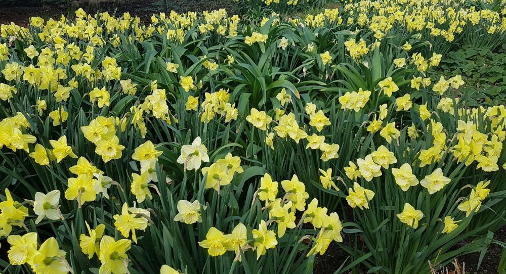 A carpet of golden daffodils 
