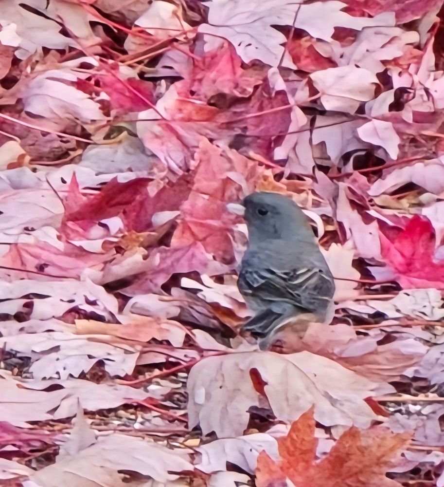 Dark Eyed Junco playing in the leaves