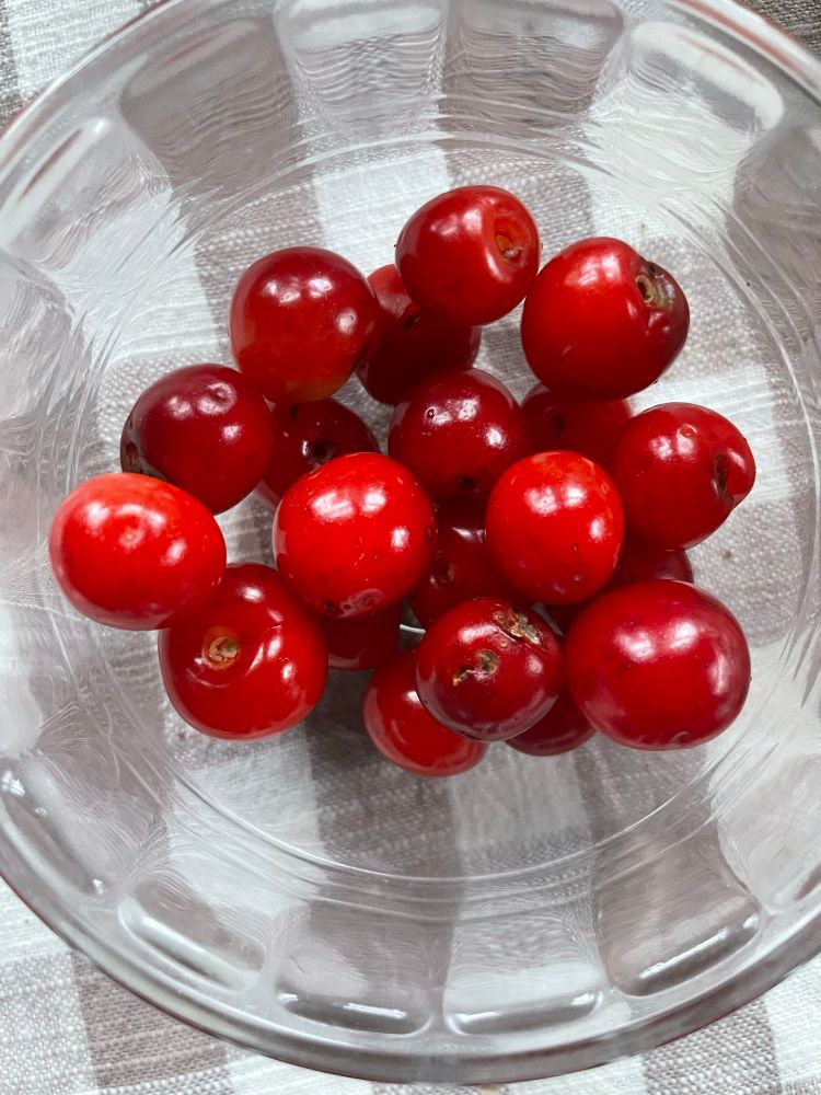 Photo: A glass bowl with a handful of bright red sour cherries in it. First harvest from our trees this season.