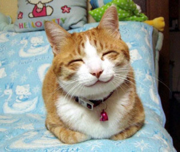 cat smiling joyously