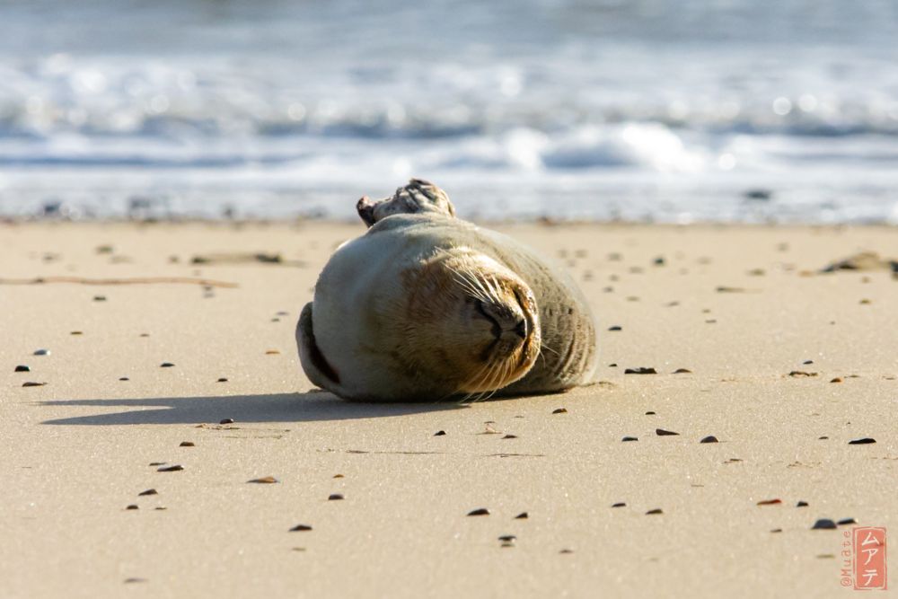 A seal basks in the low evening sun on the beach. The seal lies on its side with its eyes closed, its mouth visible and appearing to smile. The beach is dotted with dark stones and shells. In the background, small waves break on the shore