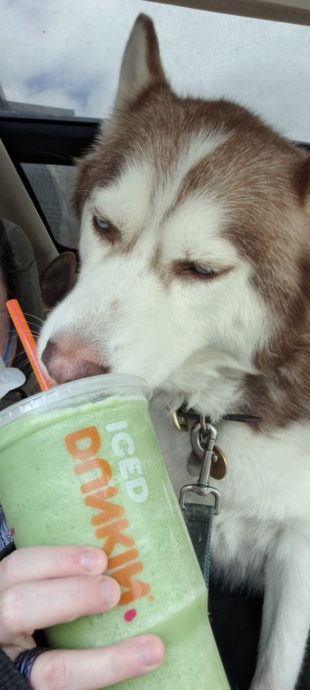A copper and white husky looks at a Dunkin cup filled with green matcha.