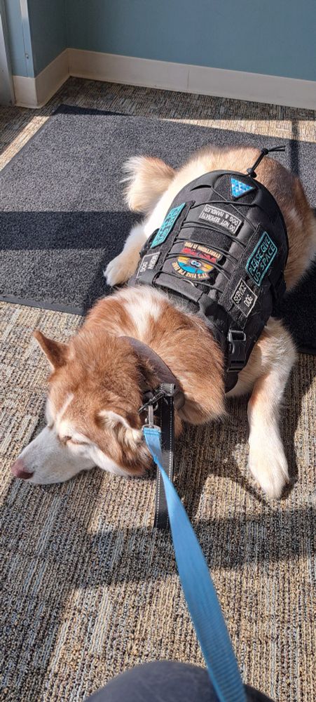 A copper and white Siberian Husky in a black service dog vest lays on the carpet in a patch of sunshine.