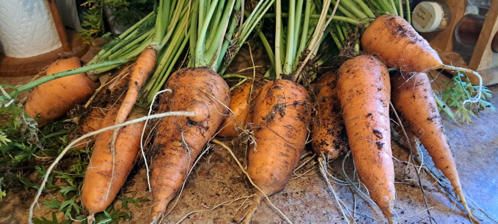 A bunch of large carrots covered in dirt with their greens still attached sit on a countertop.
