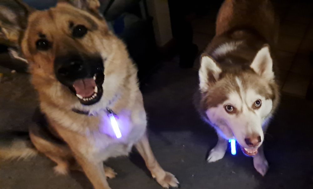 A German Shepherd sits smiling at the camera, a purple glow stick attached to his collar. Standing beside him is a copper and white Siberian Husky with blue eyes, also smiling at the camera, with a blue glow stick hanging from his color.
