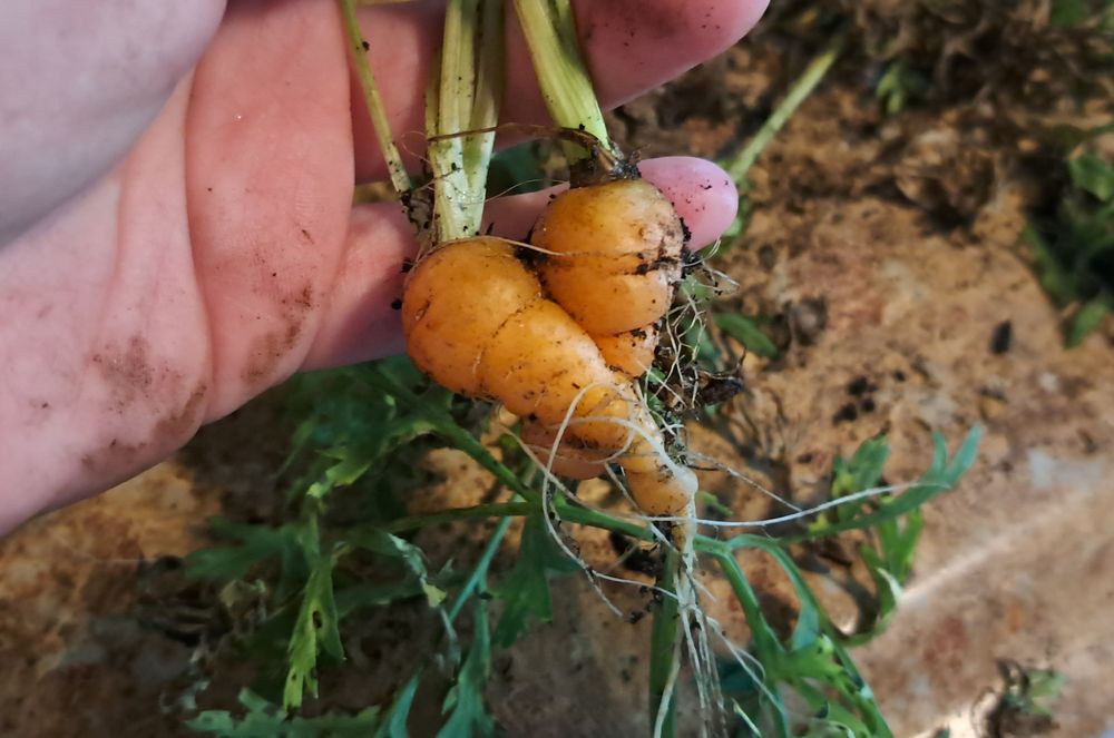 Two tiny carrots have grown around each other into a shape that resembles a heart.
