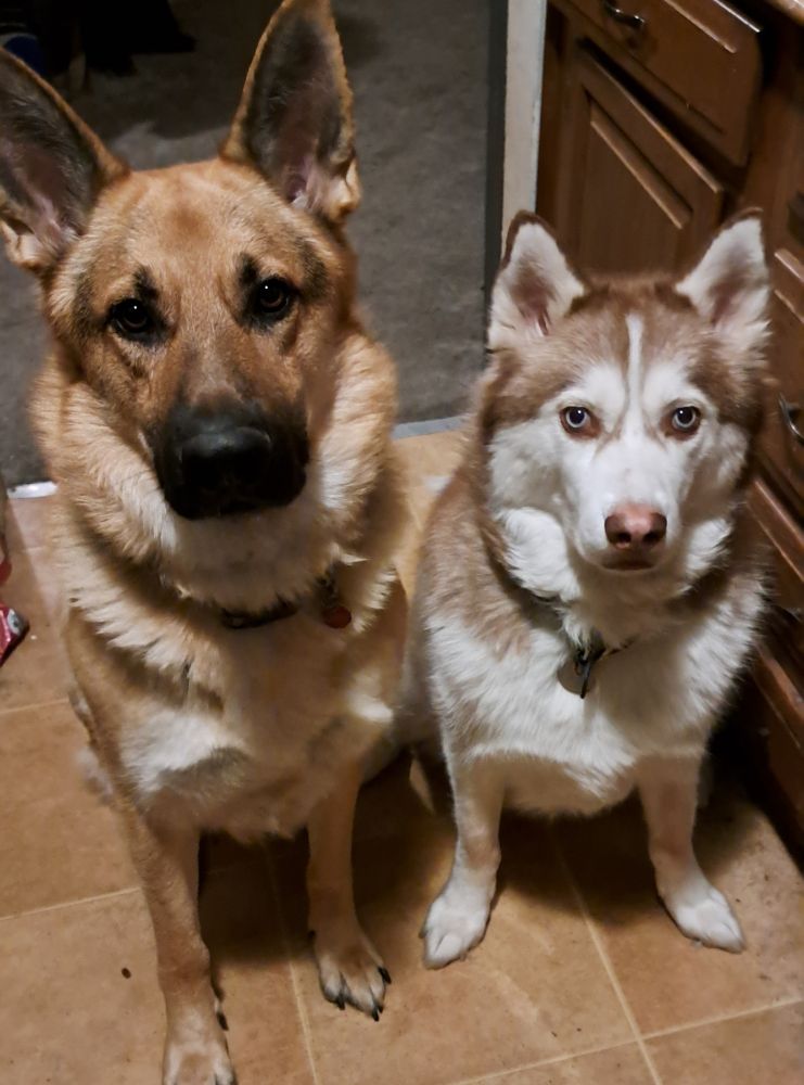 A German Shepherd. A copper and white Siberian Husky with blue eyes. They both sit side-by-side to show their height difference (the Shepherd is a full head+ taller)