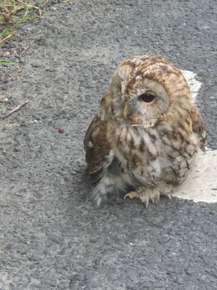Tawny Owl