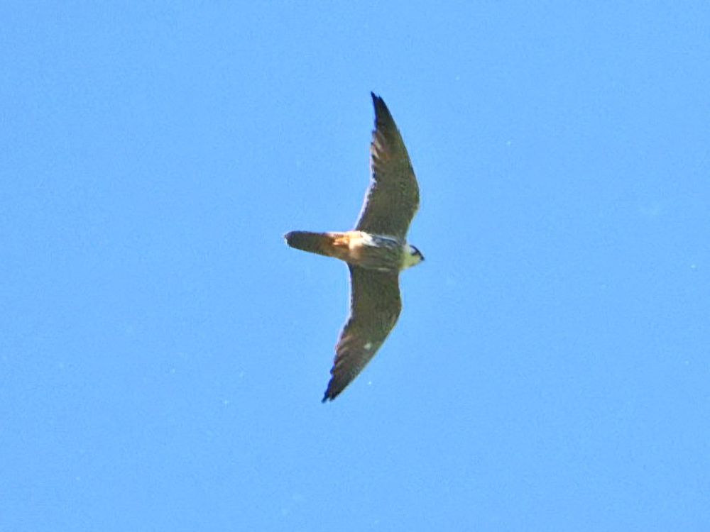 hobby