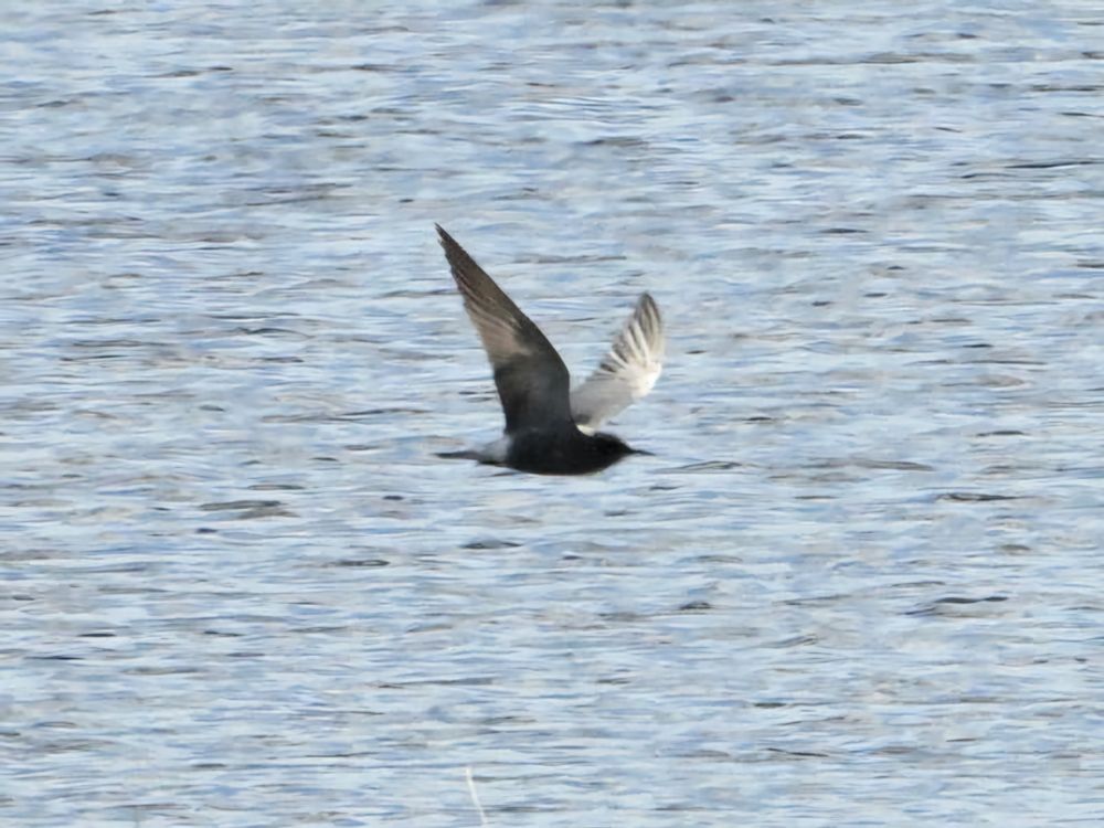 black tern