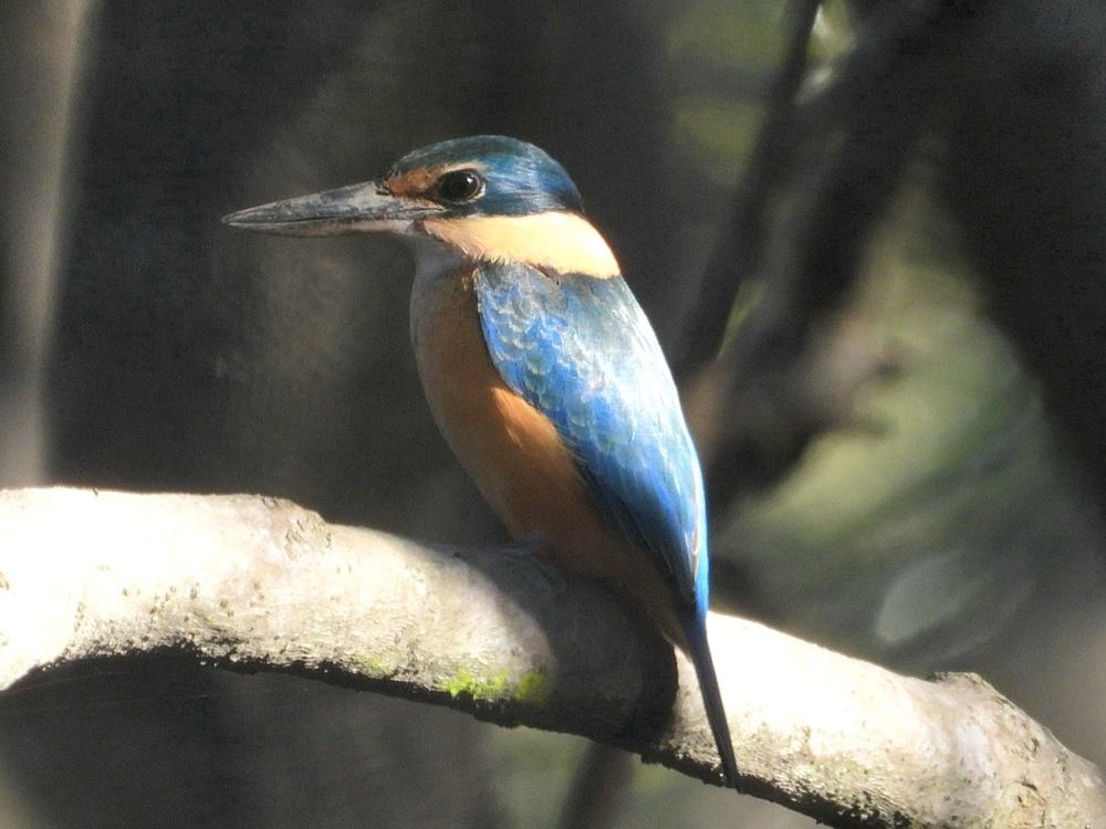 Sacred Kingfisher