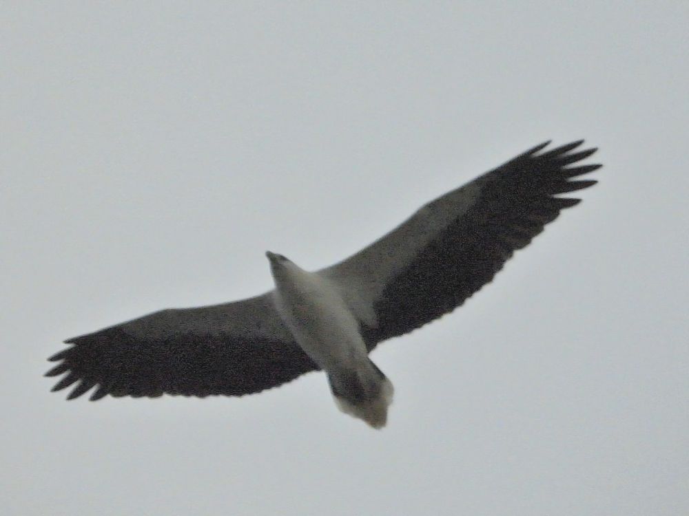 White bellied sea eagle