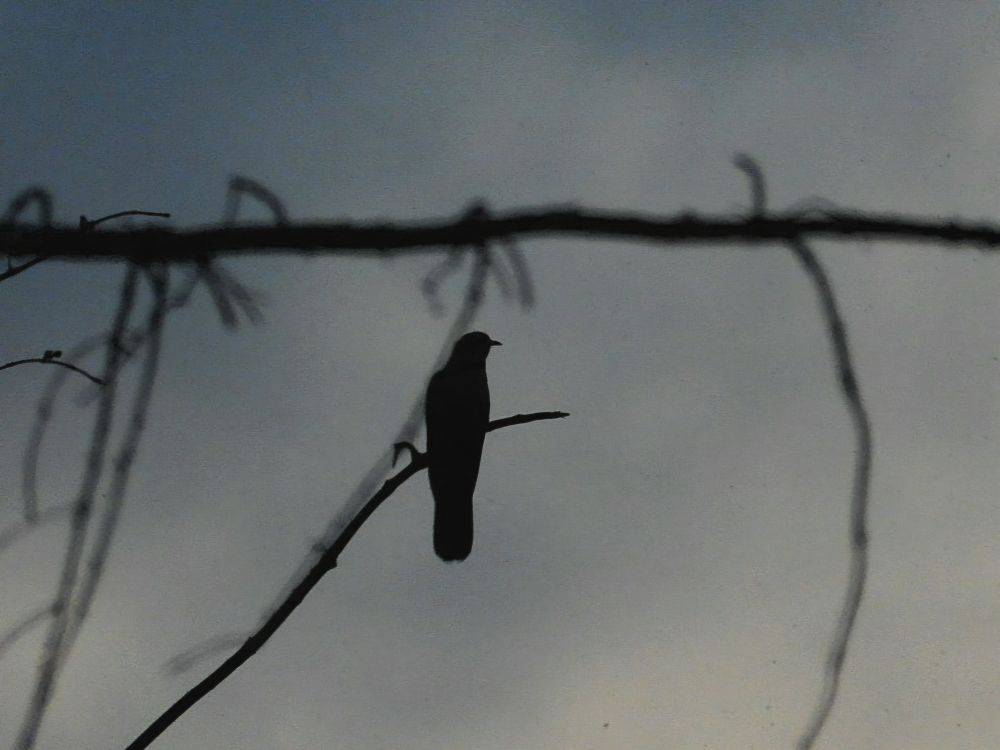 cuckoo