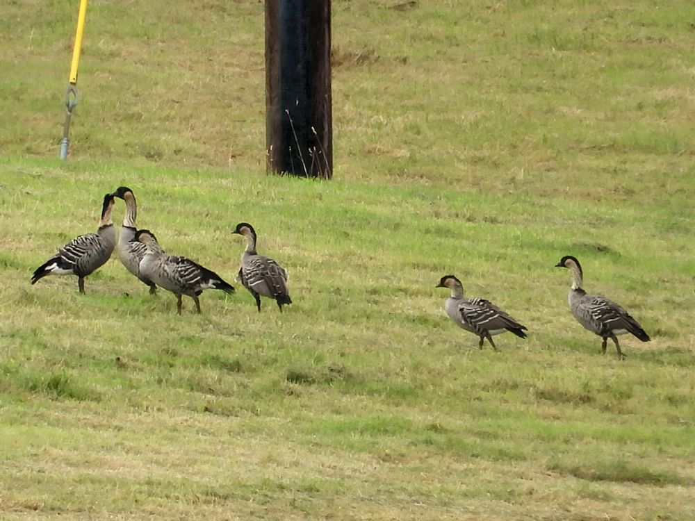 Hawaiian Geese