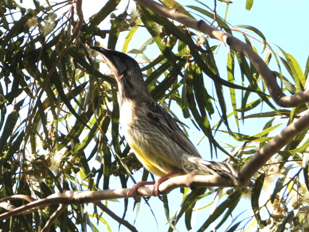 Red Wattlebird