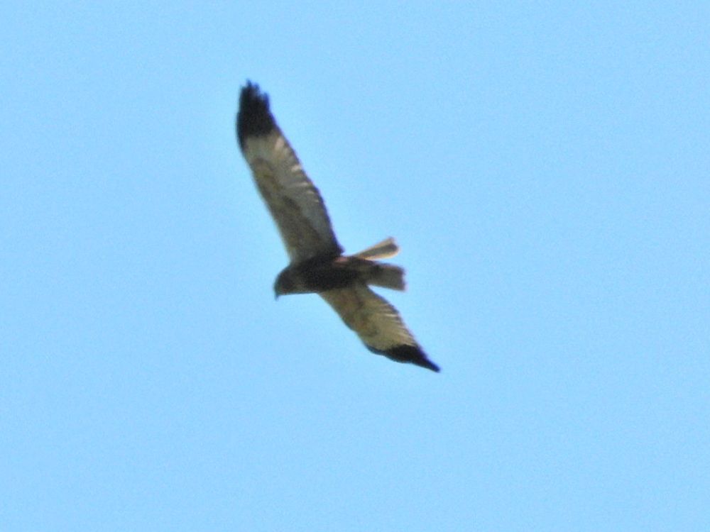 Marsh Harrier