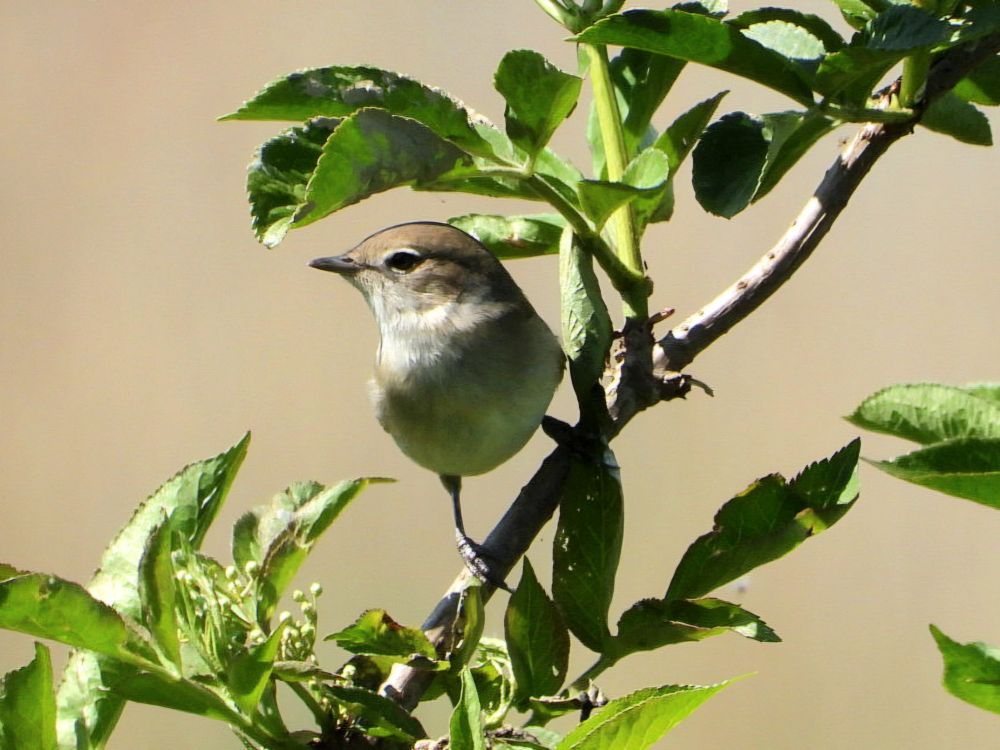 Garden Warbler