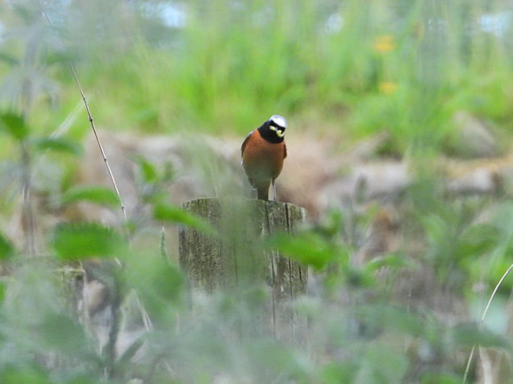 Redstart