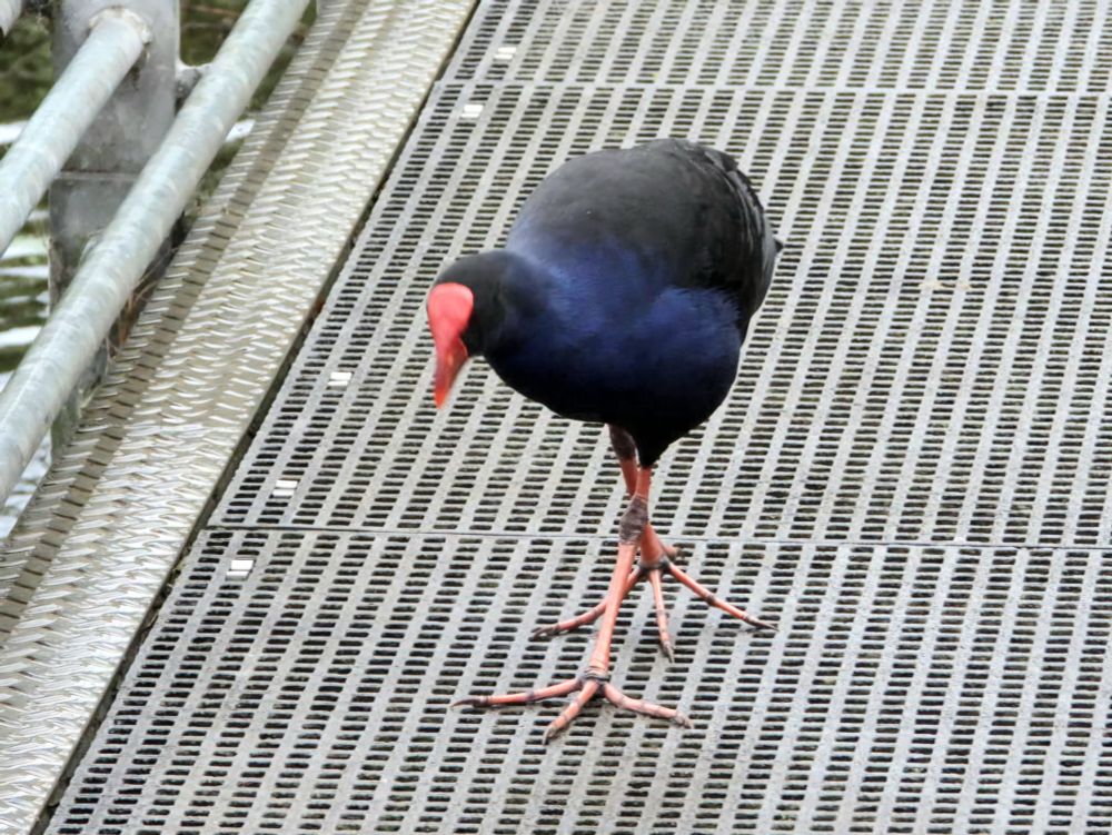 Swamphen