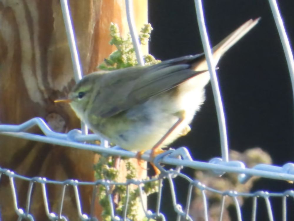 willow warbler