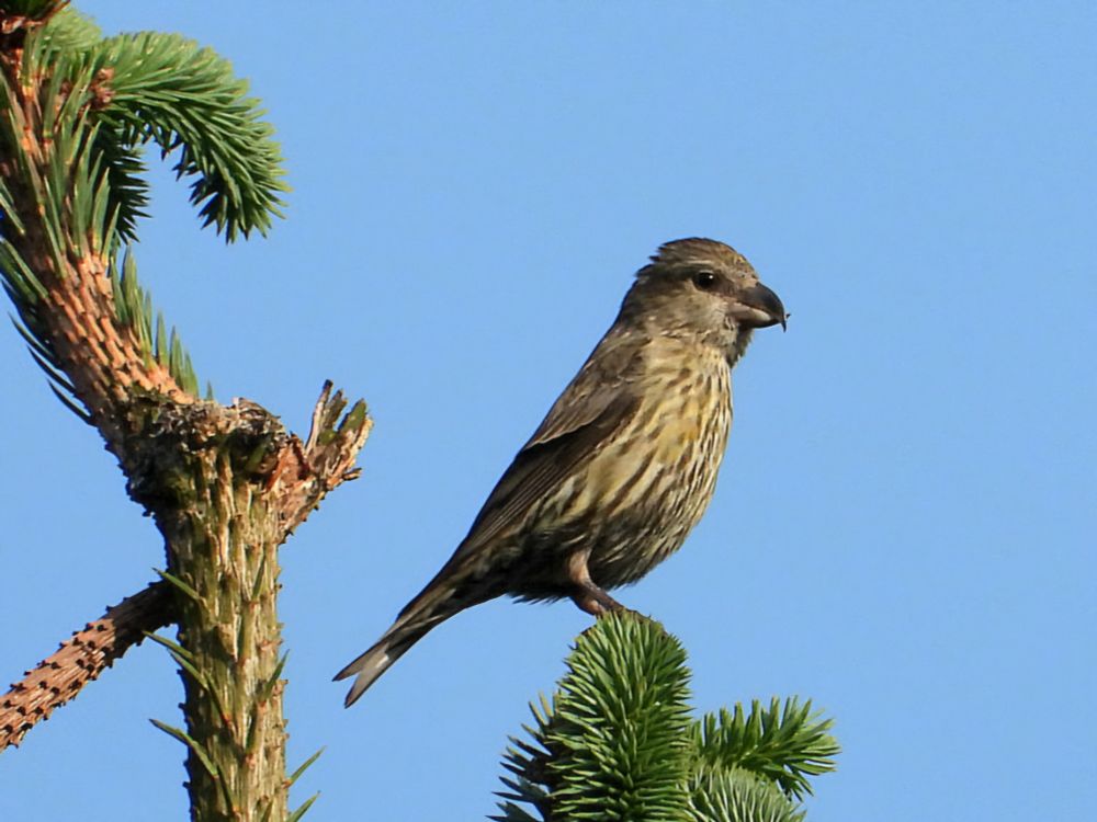 Red Crossbill