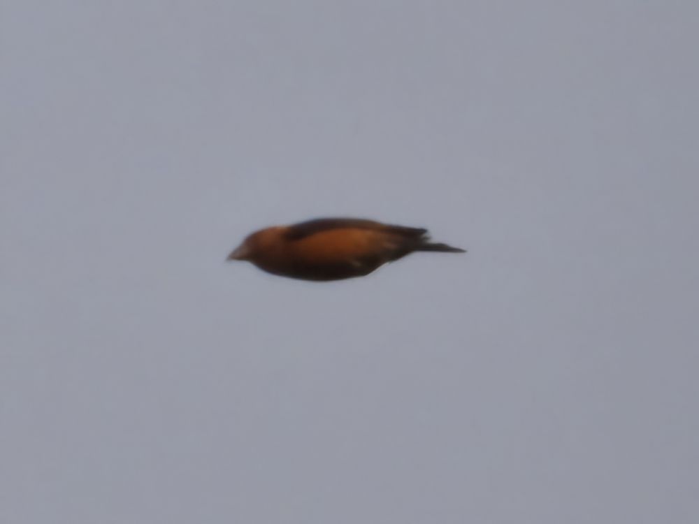 Red xbill