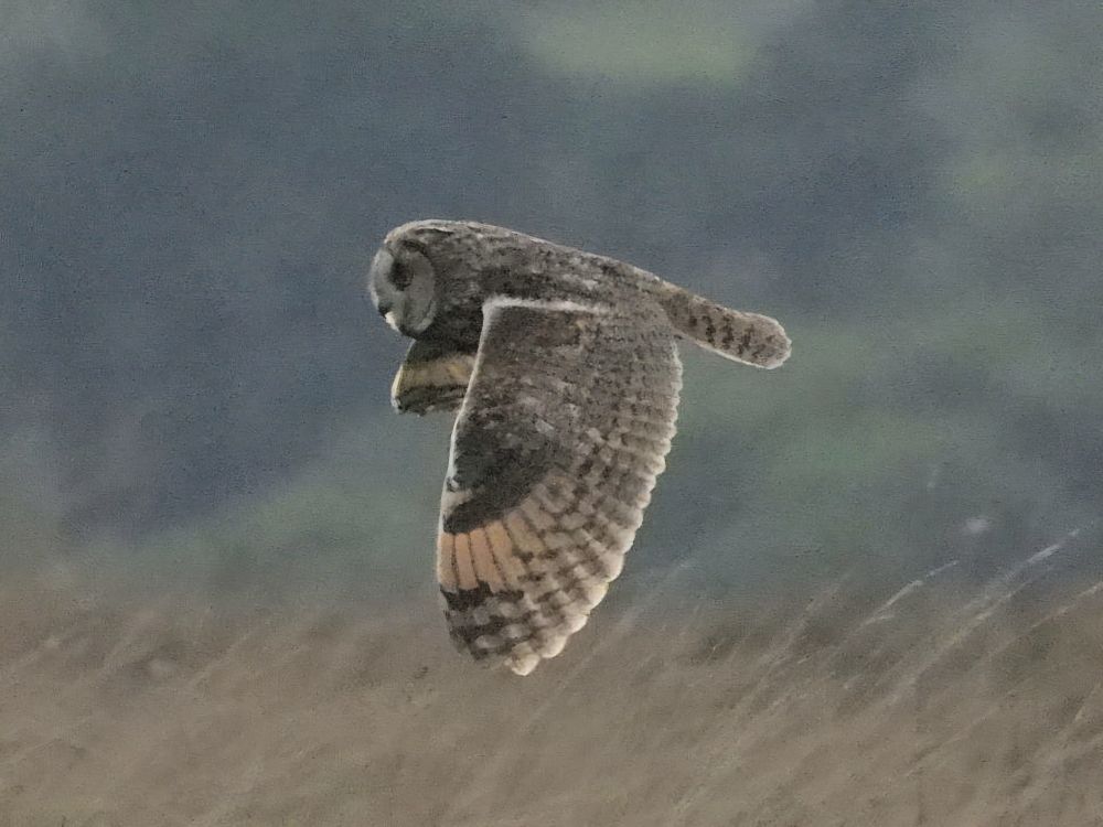 Long Eared Owl