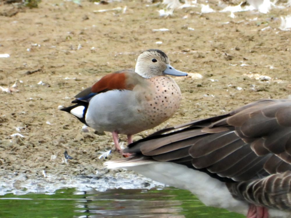 Ringed Teal