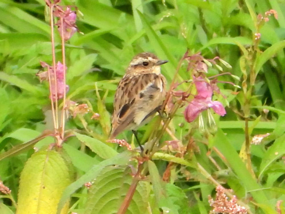 Whinchat
