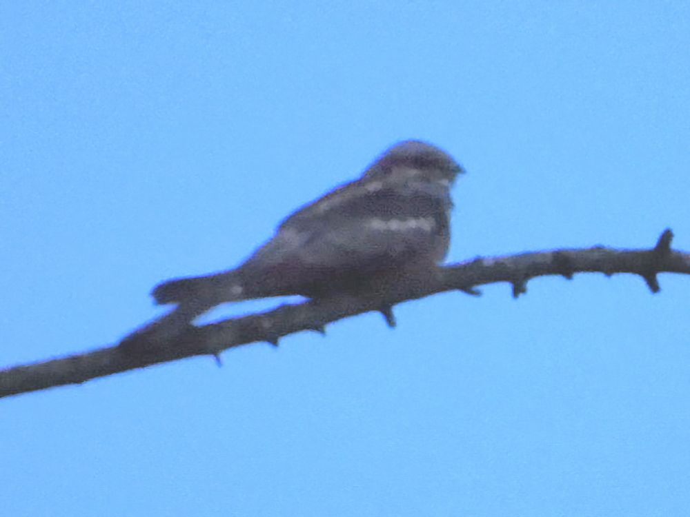 nightjar