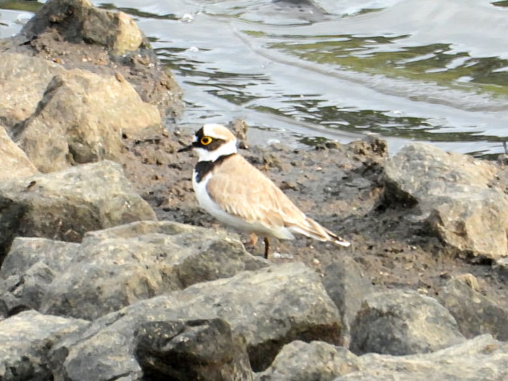 Little Ringed Plover