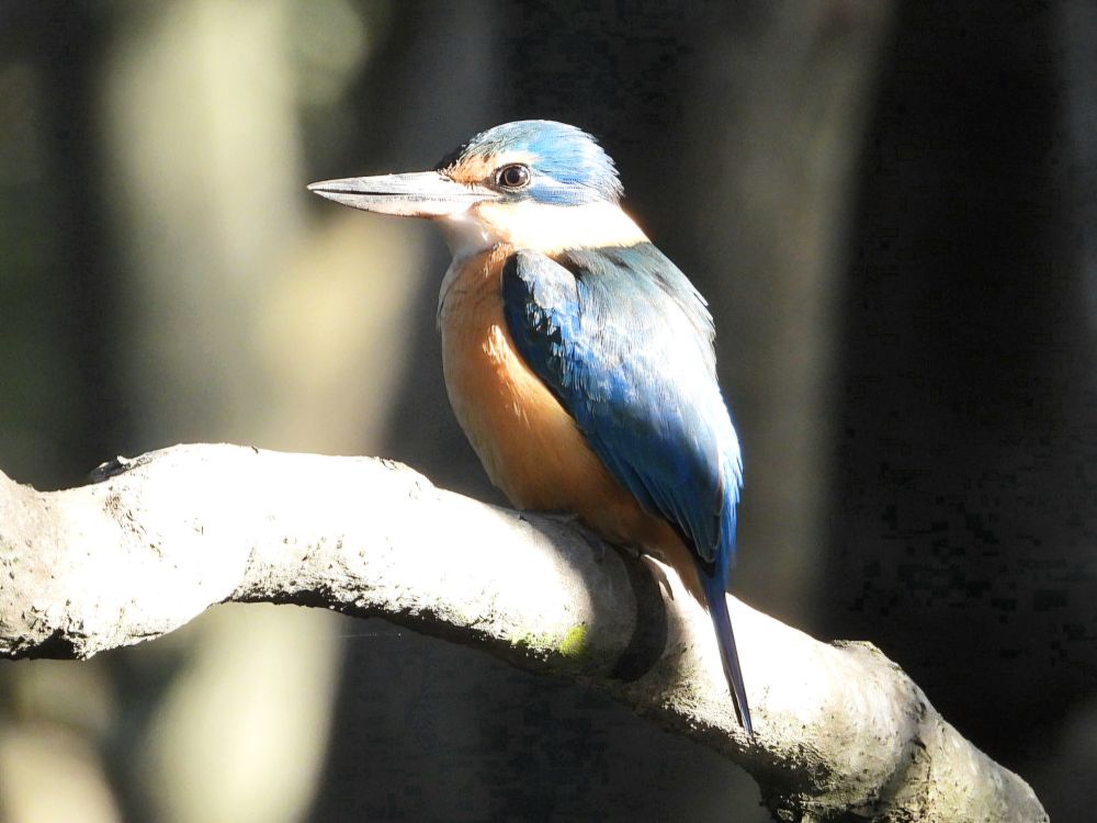 Sacred Kingfisher