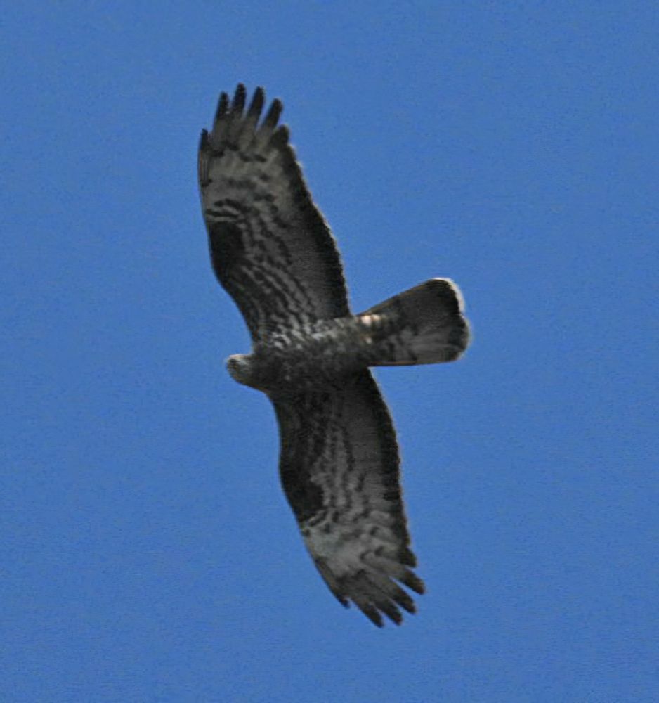 honey buzzard