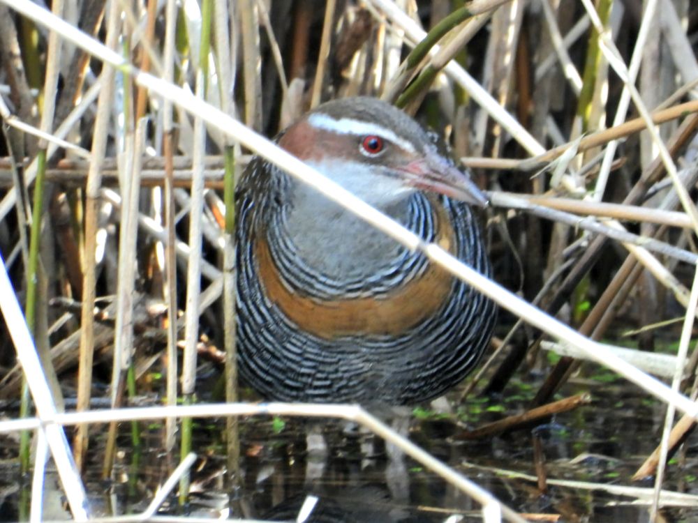 Buff banded Rail