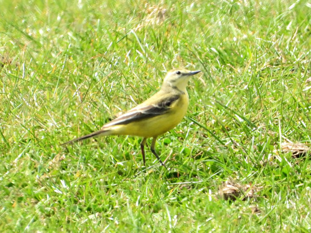 Yellow Wagtail