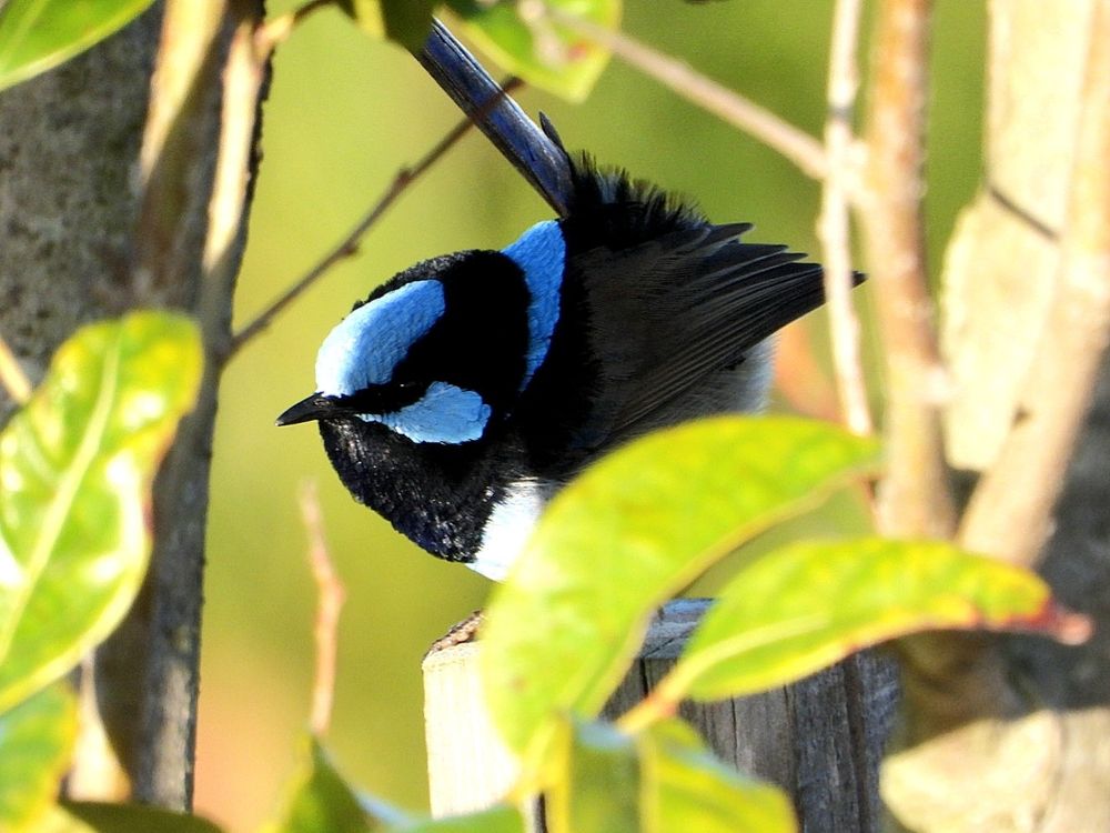 superb fairywren