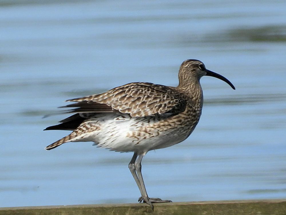 Whimbrel