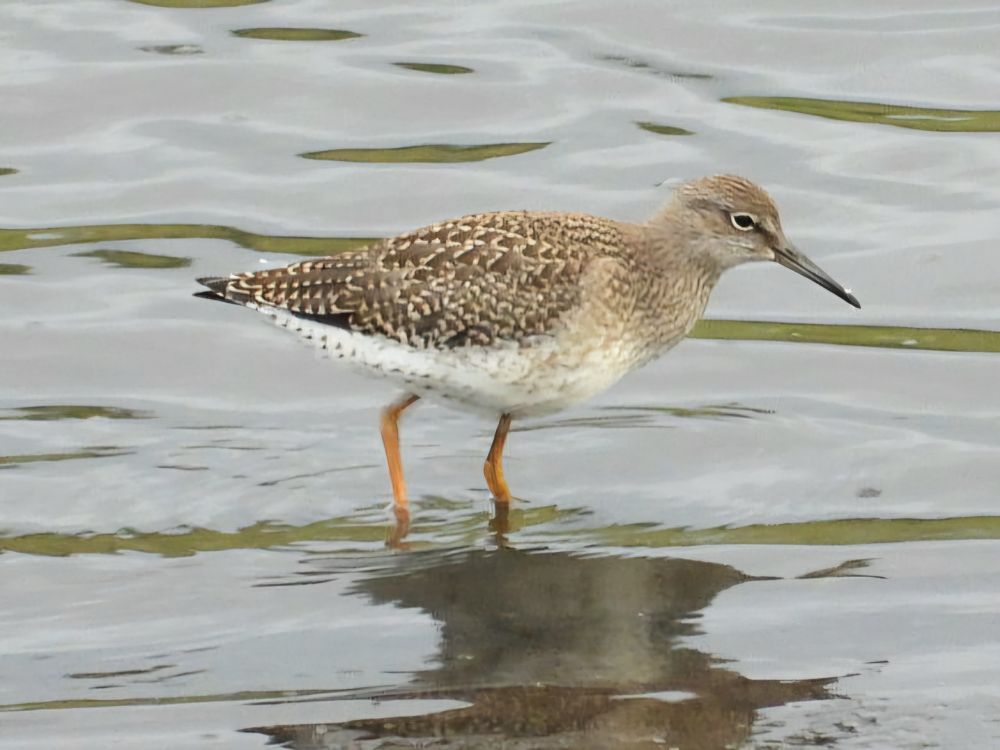 Redshank