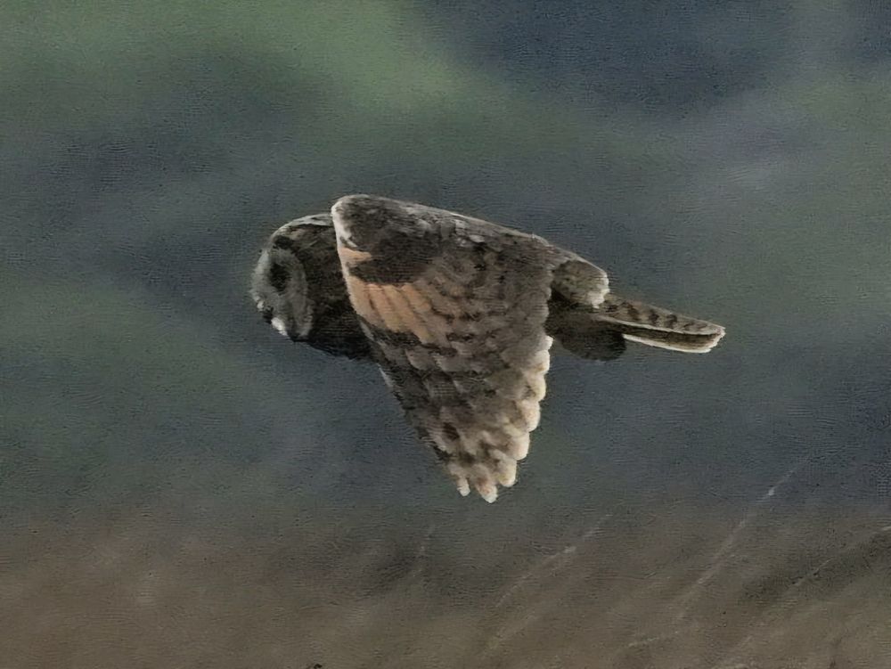 Long Eared Owl