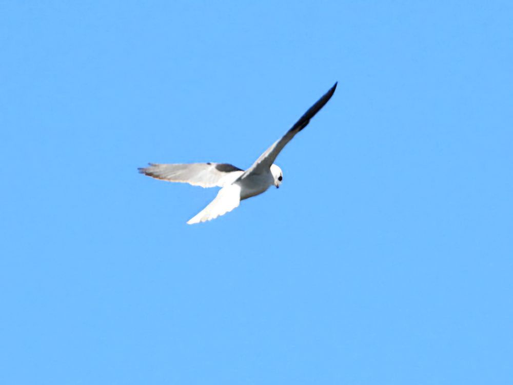 Black Shouldered Kite