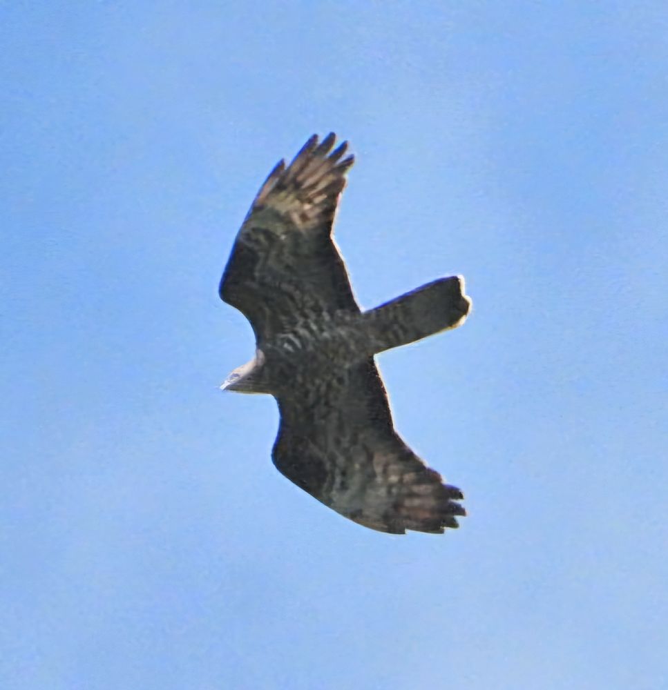 honey buzzard