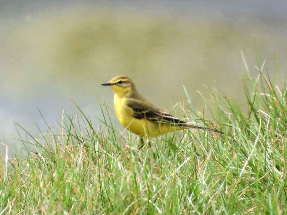 Yellow Wagtail