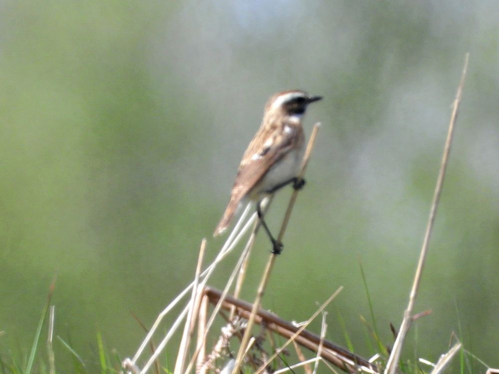 Whinchat