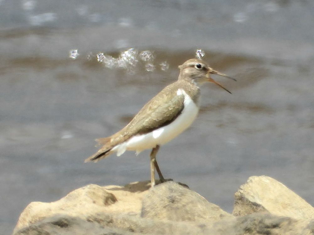 Common Sandpipee