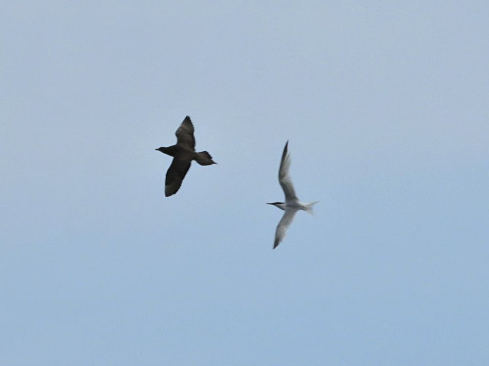 Artic Skua and Sandwich tern