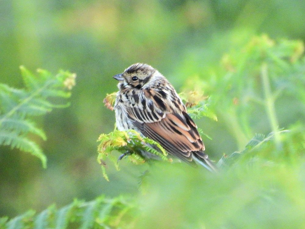 reed bunting